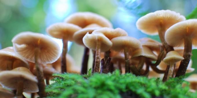 Kako rastu gljive kod kuće