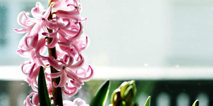 Za one koji žele rasti Zumbul brine za njega - goruća tema je relevantna i kako se brinuti o zumbul vrijeme cvatnje