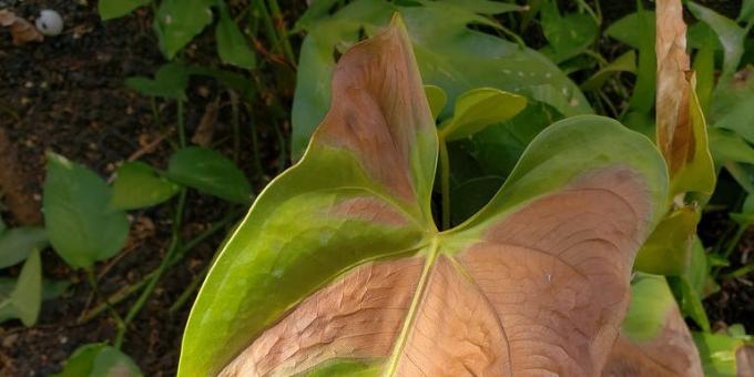 Kako liječiti anturium, kada lišće smeđe mrlje