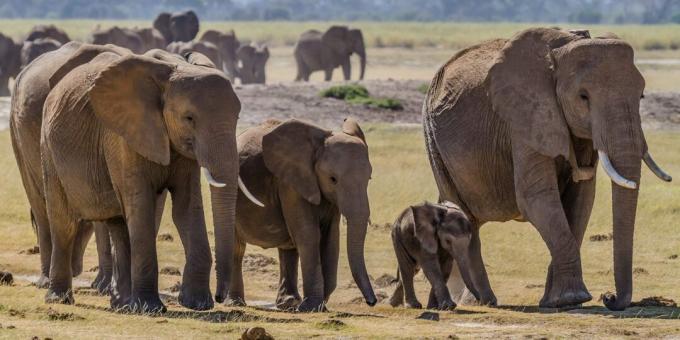 Zablude i činjenice o životinjama: stari slonovi imaju posebno mjesto za umiranje