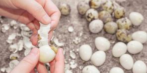 Kako i koliko kuhati prepeličja jaja