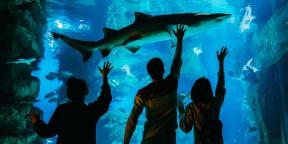 5 razloga za posjetiti akvarij