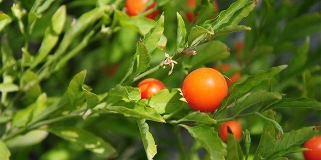 Popularno adaptogens: Ashwagandha