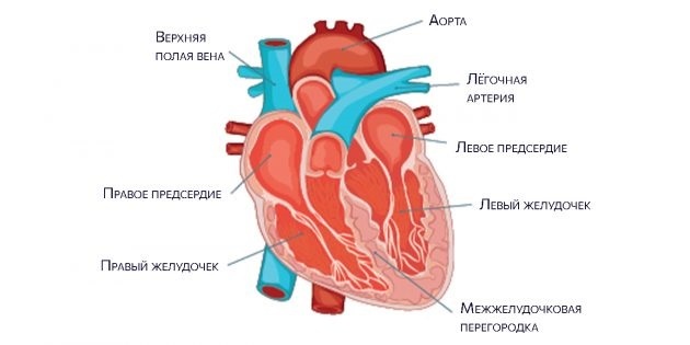 Anatomija srca