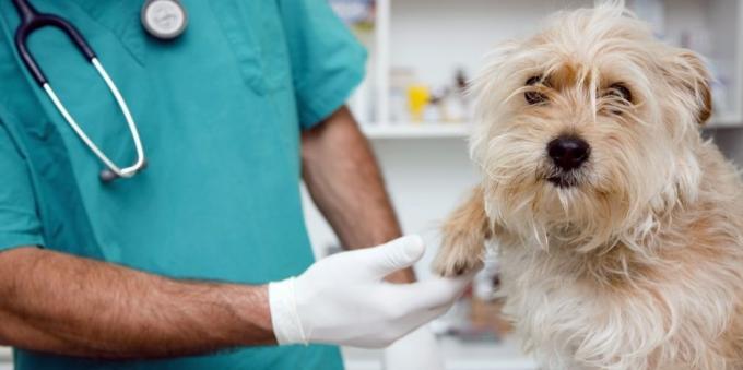 Redoviti odlasci veterinaru pas će olakšati mnoge zdravstvene probleme