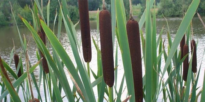 reedmace