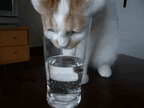 Mačka pitke vode