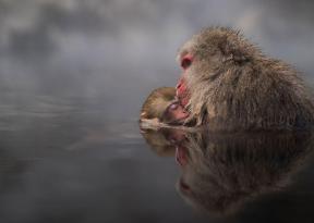 20 zapanjujuća djela kandidata za osvajanje National Geographic fotografski natječaj