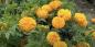 Kada posaditi marigolde za sadnice i kako to učiniti