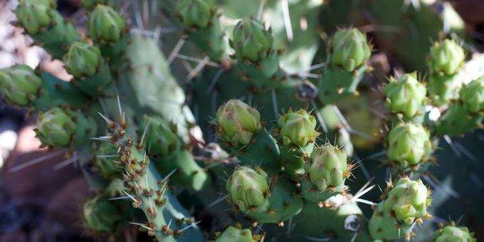 Kako da se brine za kaktus: kaktus pupoljci protjeran
