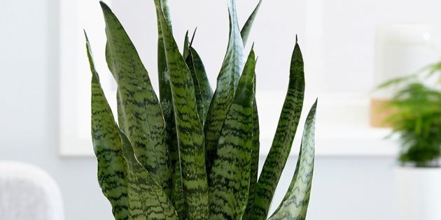 Shade biljke: sansevieriya zeylanika