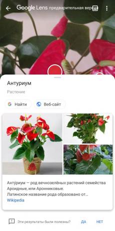 Prepoznati vrste biljke sa Google objektiv