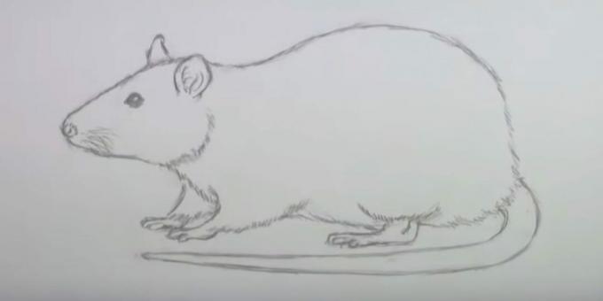 Kako crtati miša: obrišite skice
