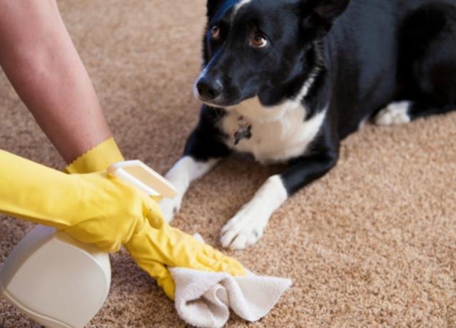 Kako očistiti tepih od ljubimac urin