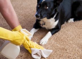 Kako očistiti tepih: opće pravilo, teške mrlje i sredstva za čišćenje