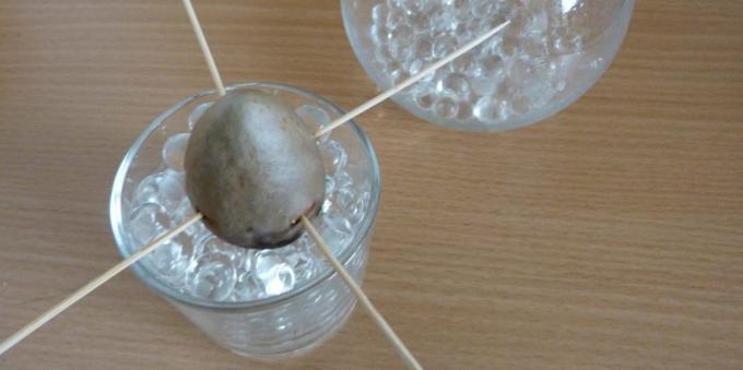 Kako raste avokada iz kamena: kamen u čašu s hidrogel