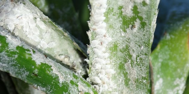 Kako da biste dobili osloboditi od mealybugs