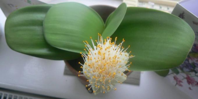 Soba gomoljasti cvijeće: haemanthus