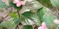 5 razloga zašto hortenzije ne cvjetaju