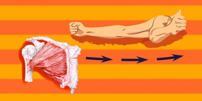 Vježbe na prsni mišići: prsa postati olakšanje, potrebno je da se pumpa velike prsne mišiće