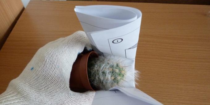 Kako presaditi cvijet, ako presaditi kaktus, uzmi ga pomoću valjane papir