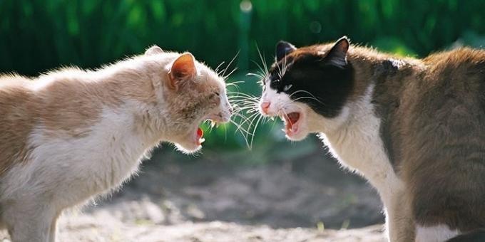 Često mačke agresija uzrokovana hormona