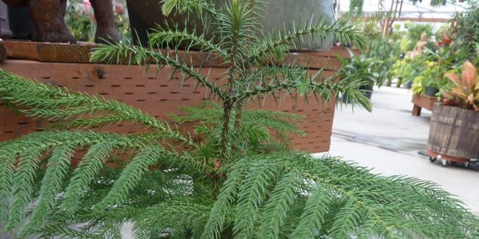 Araucaria heterophylla