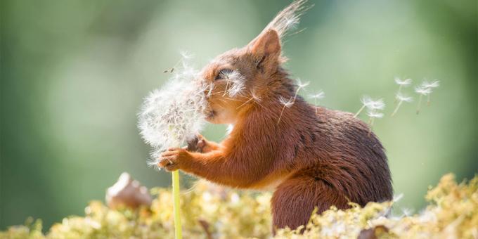 Najsmješnija fotografije životinja - vjeverica s maslačka