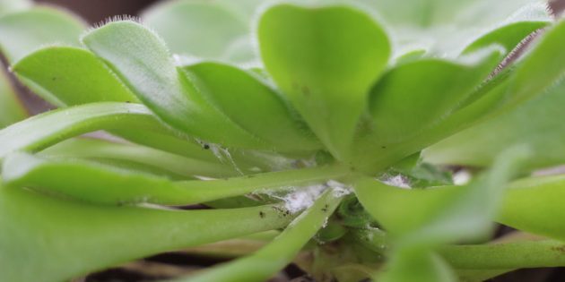 Kako da biste dobili osloboditi od mealybugs