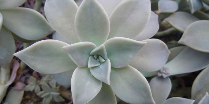 graptopetalum Paragvaj