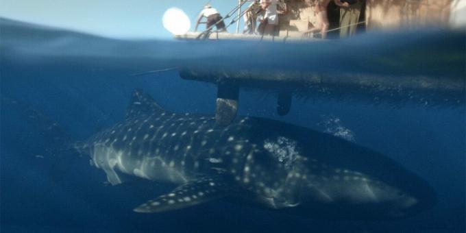 Filmovi o morskim psima: "Kon-Tiki"