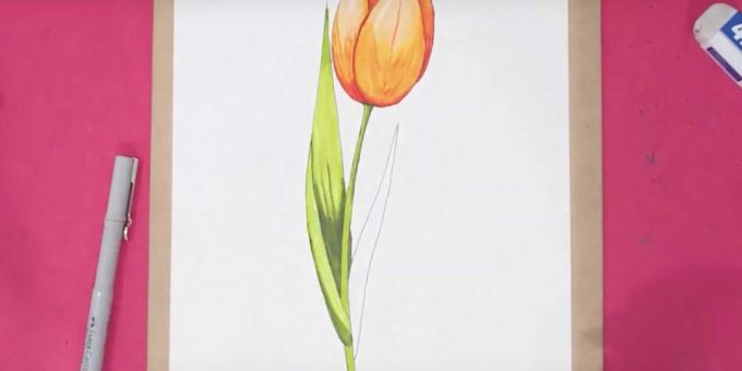 Kako nacrtati tulipan: završite lijevi list