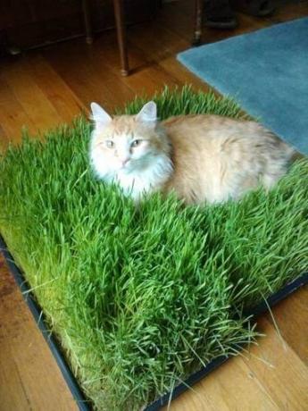 Pad trave za mačke