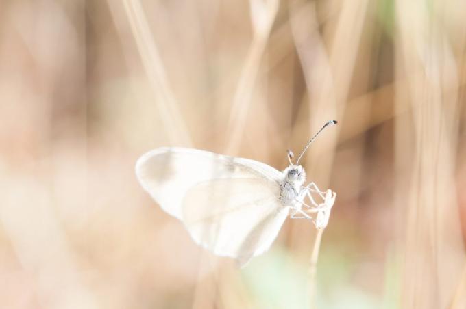 kako lijepo fotografirati leptir