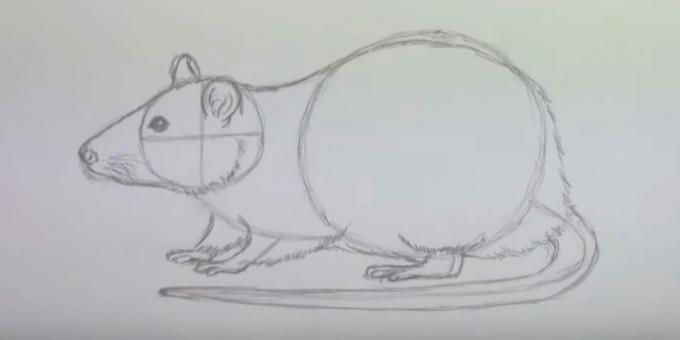 Kako nacrtati miša: prikazati vunu