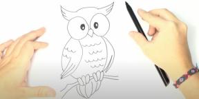 Kako nacrtati sovu: 21 jednostavan način