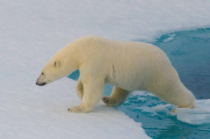 Zanimljivosti: polarni medvjedi ne mogu otkriti s termalnom elementa