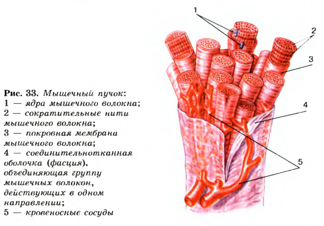 tanak sloj vezivnog tkiva