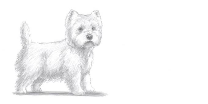 Kako nacrtati psa stoji u realističnom stilu