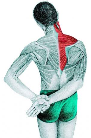 Anatomija istezanja: trapez, supraspinatus, deltoidni mišić