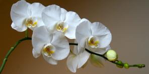Kako da se brine za orhideje različitih sorti