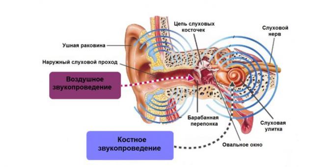 zujanje u ušima, struktura uha