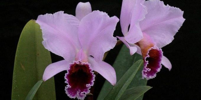 Kako da se brinu za orhideje
