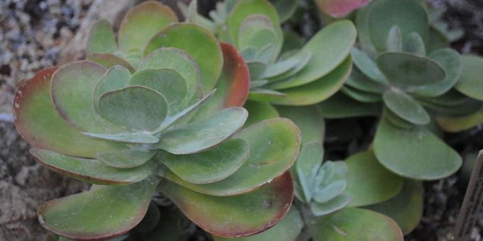 Kalanchoe