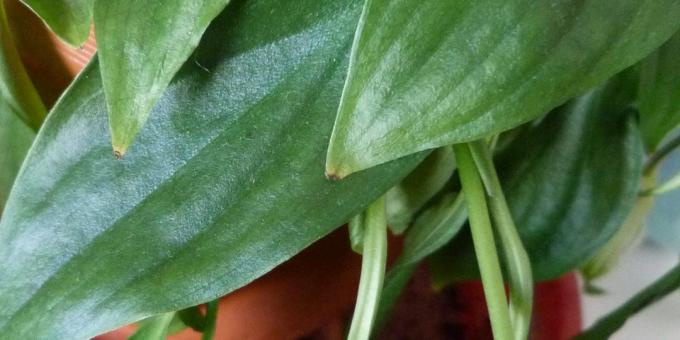 Njega Spathiphyllum kod kuće: Kako liječiti Spathiphyllum suhom list savjeta