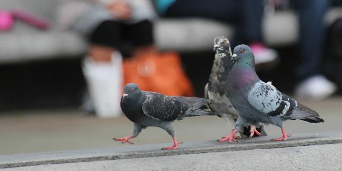 Najpametnije ptice na svijetu: golubovi