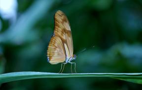 Kako je lijepa fotografirati leptir: 8 savjeta
