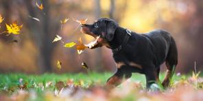 7 savjeta koji će vam pomoći da napravite savršen pas fotografiju