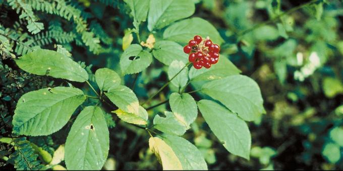 Popularno adaptogens: Ginseng