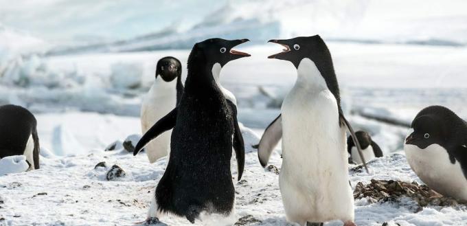 Filmovi o pingvinima: "Pingvini"